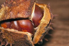 image of buckeye