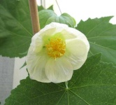 image of flower