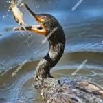 image of bird