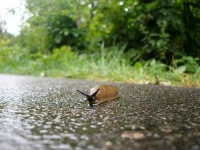 image of slug
