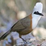 image of bird