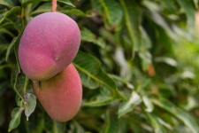 image of fruit_and_vegetable