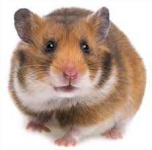 image of animal