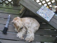 image of animal
