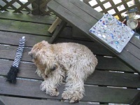 image of wheaten_terrier #29