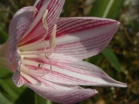 image of flower