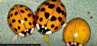 image of ladybugs #42