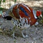 image of bird