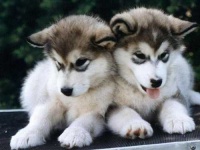 image of siberian_husky #30