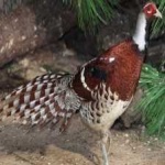 image of bird