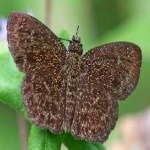 image of animal