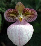 image of flower