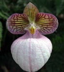 image of hard_leaved_pocket_orchid #33