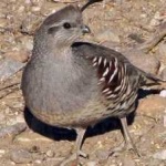 image of bird