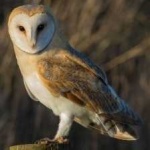 image of bird
