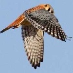 image of bird