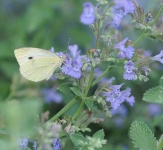 image of cabbage_butterfly