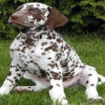 image of animal