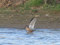 image of dowitcher
