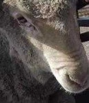 image of animal