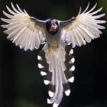 image of bird