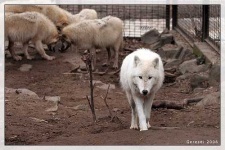 image of white_wolf #18