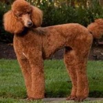 image of animal
