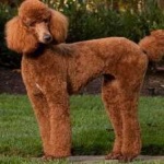 image of poodle #23