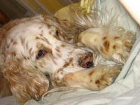 image of english_setter