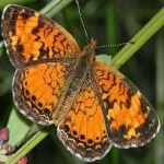 image of animal
