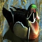 image of wood_duck #22