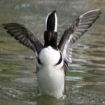 image of bird
