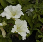 image of petunia #17