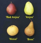 image of pear