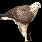 image of bird