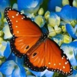 image of animal