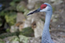 image of crane