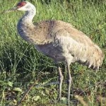 image of bird