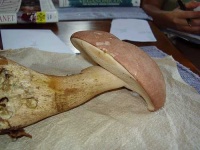 image of bolete