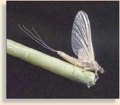 image of mayfly