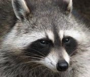image of animal