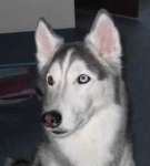 image of malamute