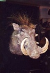 image of warthog