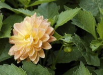image of flower
