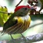 image of bird
