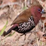 image of african_firefinch #3