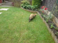 image of polecat