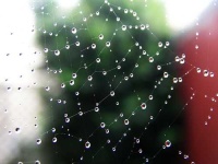 image of spider_web
