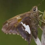 image of animal