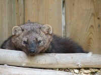 image of mink